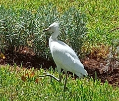 Bubulcus ibis