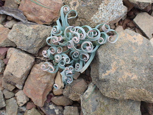 Albuca concordiana