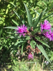 Vernonia noveboracensis