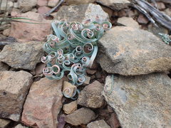 Albuca concordiana