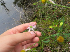 Boltonia montana