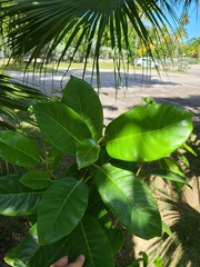 Ficus trigonata