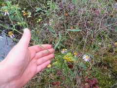Boltonia montana