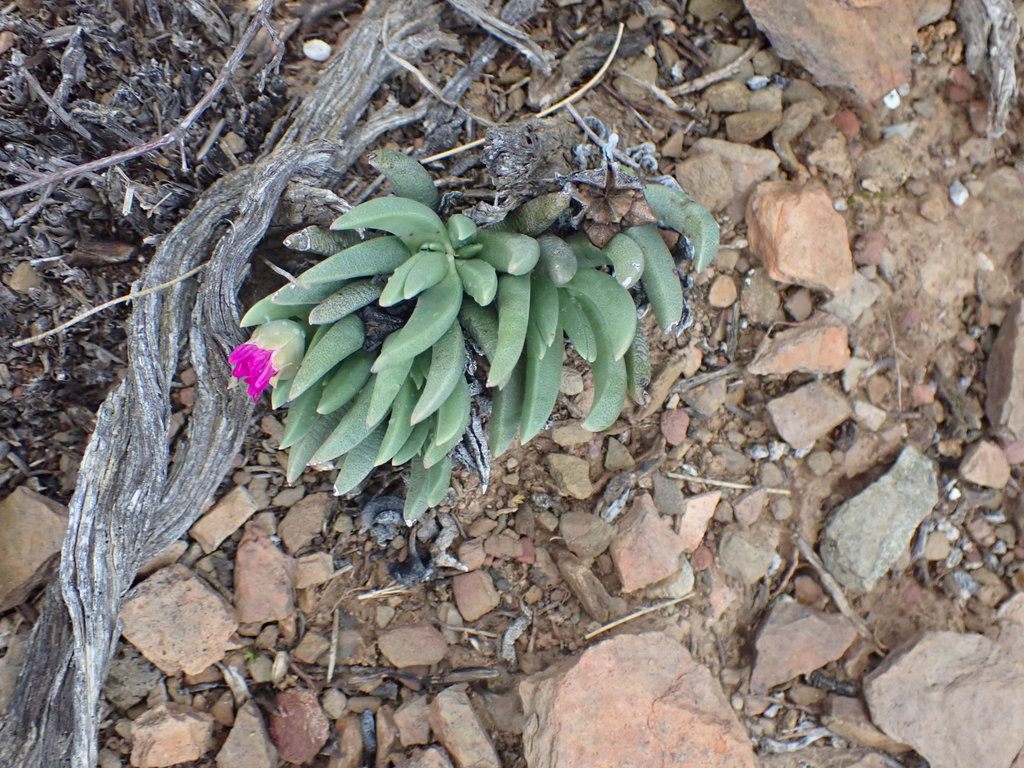 Marlothistella uniondalensis Schwantes 3