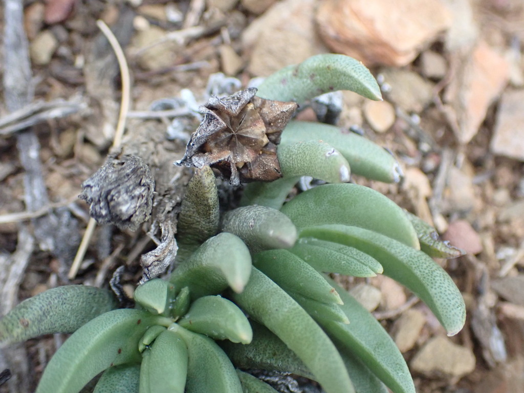 Marlothistella uniondalensis Schwantes 4