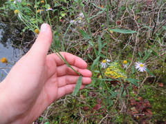 Boltonia montana