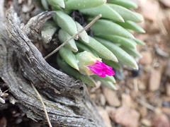 Marlothistella uniondalensis