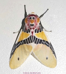 Idalus monostidza