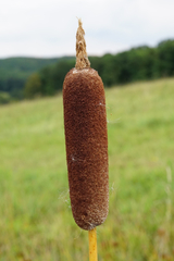 Typha shuttleworthii