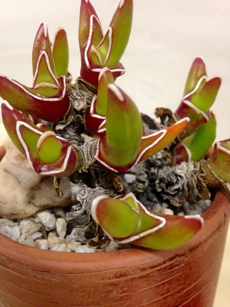 Glottiphyllum peersii