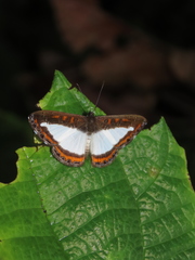 Nymphidium carmentis