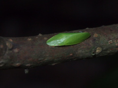 Petalocephala