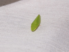 Petalocephala