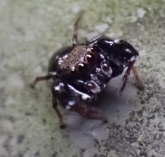 Harmochirus insulanus