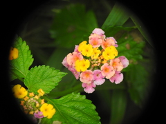 Lantana camara image