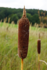 Typha shuttleworthii