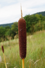 Typha shuttleworthii