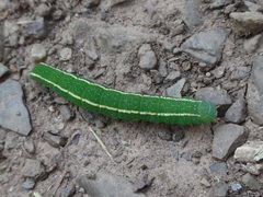 Panopoda