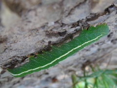 Panopoda