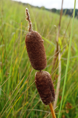 Typha shuttleworthii
