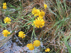 Helenium virginicum