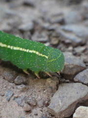 Panopoda