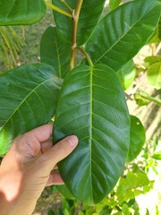 Ficus trigonata