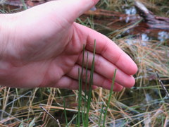 Eleocharis robbinsii