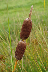 Typha shuttleworthii