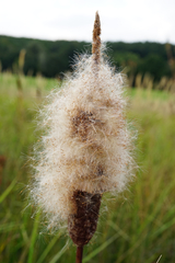 Typha shuttleworthii