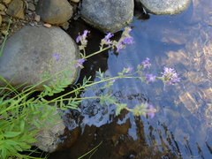 Polemonium occidentale