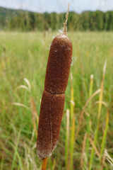 Typha shuttleworthii