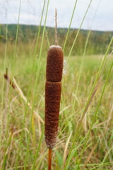 Typha shuttleworthii