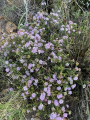 Agathosma serpyllacea