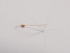 Typha shuttleworthii