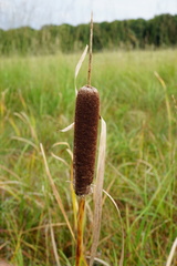 Typha shuttleworthii