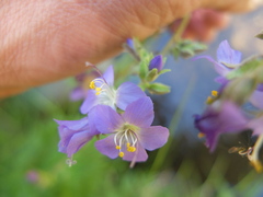 Polemonium occidentale