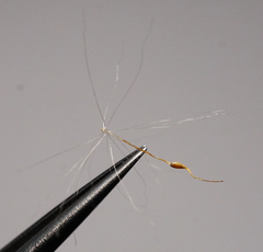 Typha shuttleworthii