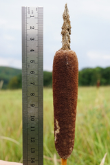 Typha shuttleworthii