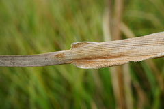 Typha shuttleworthii