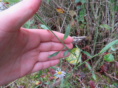 Boltonia montana