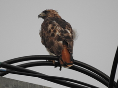 Buteo jamaicensis image