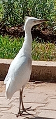 Bubulcus ibis
