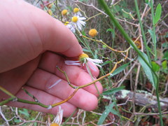 Boltonia montana