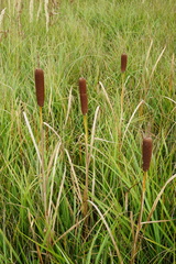 Typha shuttleworthii