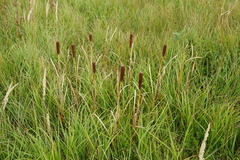 Typha shuttleworthii