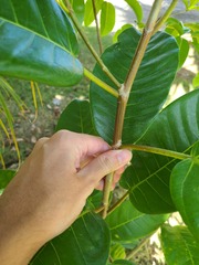Ficus trigonata