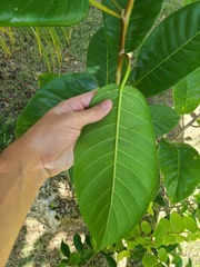 Ficus trigonata