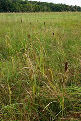 Typha shuttleworthii