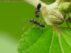 Nylanderia bourbonica